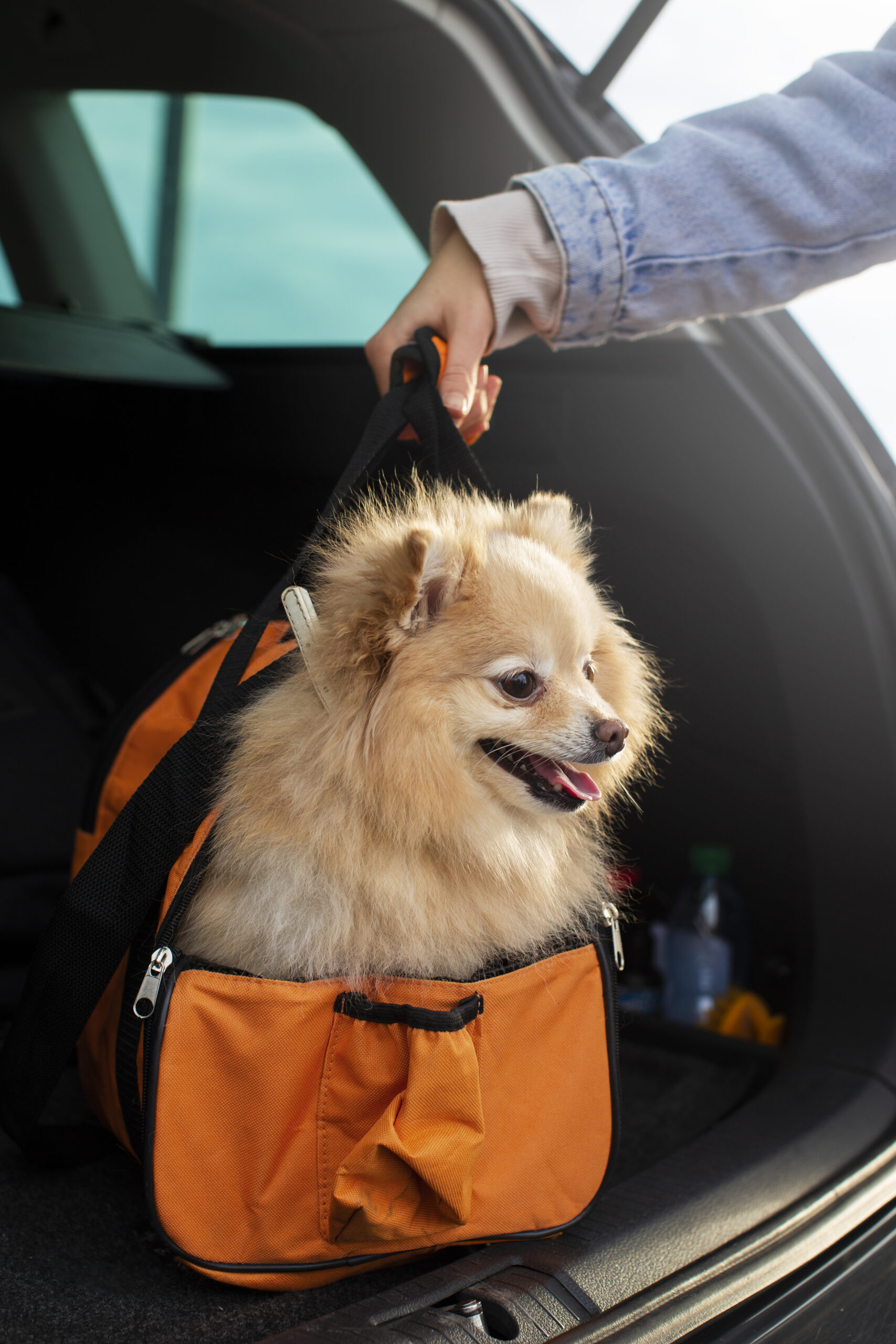 Small fluffy dog in an orange pet carrier inside a car boot, ready for UK pet transport.